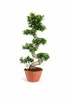 Bonsai Ficus Microcarpa Ginseng (tvar S) – 70–100 cm – Náhled obrázku produktu 1