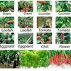 Sada 3 ks profesionálnych viazačov rastlín s 20 rolkami Náhľad obrázku produktu 13
