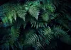 Vlies Fototapete - In the Thicket 300x210 cm Blätter Produktbild-Vorschau 5