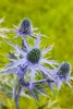 Eryngium planum, żwirek płaskolistny, stalowoniebieski, Podgląd zdjęcia produktu 6