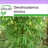 SAFLAX - kalkatský bambus - Dendrocalamus strictus - 50 Náhľad obrázku produktu 6