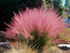 Stauden Gänge 5 x Muhlenbergia capillaris im 1 Liter Topf - Produktbild-Vorschau 1