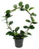 Hoya australis - fiore di porcellana - fiore di cera - Anteprima dell’immagine prodotto 1