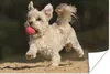 MuchoWow® Poster Ein Malteser mit einem roten Ball 90x60 cm Produktbild-Vorschau 1