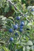 Prunus spinosa, Schlehdorn, 60–100 cm, dornig, heimisch Produktbild-Vorschau 5