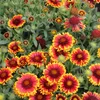 6 x Kokardenblume  - Gaillardia 'Arizona Sun'  | Topf 9cm x Produktbild-Vorschau 2