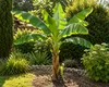 Musa basjoo 30–50 cm – Winterharte Japanische Faserbanane, Produktbild-Vorschau 3