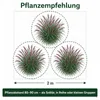 Stauden Gänge 5 x Panicum virgatum 'Squaw' im 1 Liter Topf Produktbild-Vorschau 10