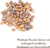 Ruban de semis de 5 m de graines de roquette (Eruca sativa) Voir les images du produit 2