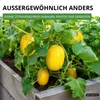 Zitronengurke Lemon Samen - Cucumis sativus - Gurkensamen - Produktbild-Vorschau 5
