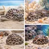 Kauri-Tigerschnecke Cypraea tigris Deko Muschel 5cm Produktbild-Vorschau 5