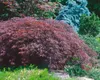 Acer palmatum 'Inaba-shidare', Japanischer Ahorn, rot, Produktbild-Vorschau 3