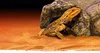 Exo Terra PT2930, Höhle, 1 Stück(e), 95 mm, 134 mm, 61 mm Produktbild-Vorschau 10