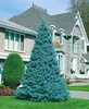 Blaufichte 40-60 cm, im Topf - Picea pungens glauca, Produktbild-Vorschau 9