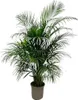 Goldfruchtpalme – Dypsis Lutescens – Areca-Palme – Produktbild-Vorschau 1