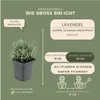 Plants by Frank | 60 Lavendel Pflanzen | Lavandula Produktbild-Vorschau 4