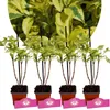 Four small potted plants with variegated leaves are lined up against a blurred background of similar foliage. Náhľad obrázku produktu