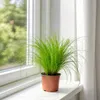 Echtes Katzengras - pflegeleichte Zimmerpflanze, Cyperus Produktbild-Vorschau 7