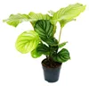 Schattenpflanze im Zebra-Look - Calathea orbifolia - 12cm Produktbild-Vorschau 1