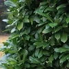 Green boutiQ - Haagplanten - Prunus laurocerasus Novita - Voir les images du produit 5