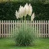 Stauden Gänge 1 x Cortaderia selloana 'Evita' im 1 Liter Produktbild-Vorschau 1