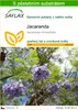 SAFLAX - jacaranda - Jacaranda mimosifolia - 50 Semena - S Náhled obrázku produktu 1