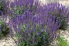 Stauden Gänge 1 x Salvia nemorosa 'Ostfriesland' im 1 Liter Produktbild-Vorschau 3