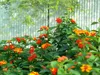 Lantana (Lantana camara)  - 20 plants Voir les images du produit 3