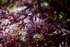 Acer palmatum 'Shaina', Japanischer Ahorn, kompakt, 60–80 Produktbild-Vorschau 6