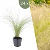 Plants by Frank | 24 Plantes d'herbe à plumes | Stipa Voir les images du produit 1