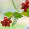 Bloomique - Lonicera Periclymenum - Wiciokrzew polny - Podgląd zdjęcia produktu 6