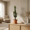 Euphorbia Acrurensis, Wolfsmilch, Sukkulente, 60-70 cm, Produktbild-Vorschau 4