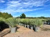 A nursery or garden center with rows of potted Yucca Rostrata plants under a blue sky with white clouds. Podgląd zdjęcia produktu