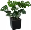 A potted Monstera plant in a black square pot against a white background. Produktbild-Vorschau
