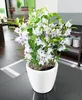 A white orchid plant in a white pot sits on a dark table in what appears to be a restaurant or cafe setting. Anteprima dell’immagine prodotto