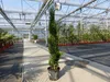 10x Totem 150 - 170 cm Toskana Zypresse Mittelmeerzypresse Produktbild-Vorschau 2