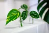 Gardners Scindapsus pictus Argyraeus - řízek k zakořenění Náhled obrázku produktu 3