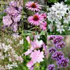 Staudenpaket - Bienen- und Schmetterlingsanziehend - 24 Produktbild-Vorschau 5