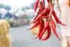 SAFLAX - BIO - Chili - De Cayenne Long Slim - 10 Samen - Produktbild-Vorschau 9