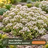 Weißer Mauerpfeffer Sedum album, 1 Portion, Bodendecker für Produktbild-Vorschau 5