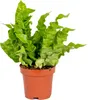 Bloomique - Asplenium Crispy Wave - Nestfarn - Produktbild-Vorschau 1