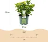 Green boutiQ - Balkonpflanze - Hortensie - Hydrangea Produktbild-Vorschau 4