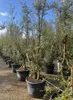 Quercus Suber Multistamm 250 cm Korkeiche – winterhart bis Produktbild-Vorschau 5