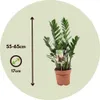 Zamiokulkas - Zamioculcas Zamiifolia - Wysokość 55-65cm - Podgląd zdjęcia produktu 2