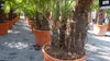 mehrstämmig Trachycarpus Fortunei Palme Palmengruppe, Produktbild-Vorschau 6