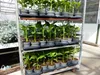 Bananenstaude 4 Stück Musa Basjoo 60 - 80 cm winterhart Produktbild-Vorschau 3