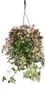 Pianta d'appartamento da appendere Tradescantia quadricolor Anteprima dell’immagine prodotto 2