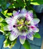 BALDUR Garten 1x Exotische Maracuja-Pflanze, Pflanze im 9x9 Produktbild-Vorschau 2