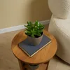 Bloomique - Crassula Ovata Magical Tree - Roślina Jadeitowa Podgląd zdjęcia produktu 4