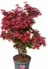 Roter Fächerahorn Acer Palmatum Shaina 60 - 80 cm Ahorn Produktbild-Vorschau 1